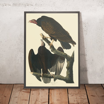 Il Buzzard Turchese da &