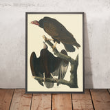 Truthahngeier aus 'Vögel von Amerika' von John James Audubon, 1827 