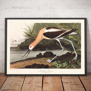 Avocetta Americana di John James Audubon, 1827 