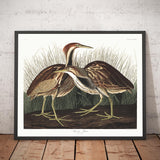 Garza americana por John James Audubon, 1827 