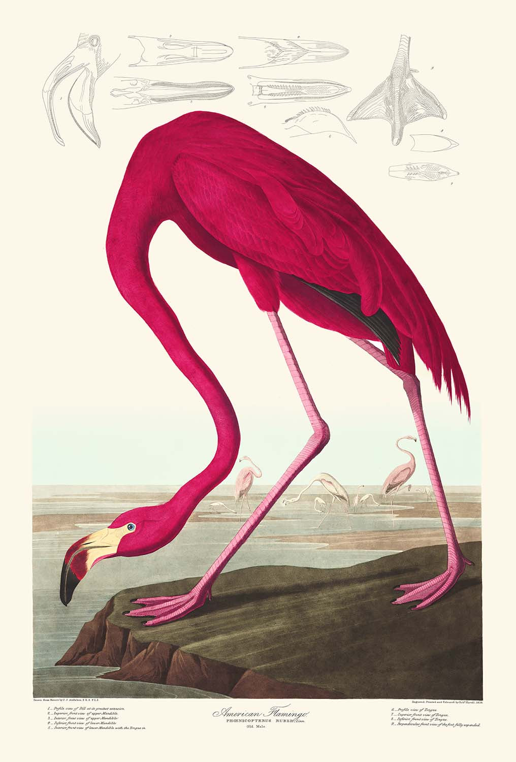 Flamenco Americano de John James Audubon, 1827 