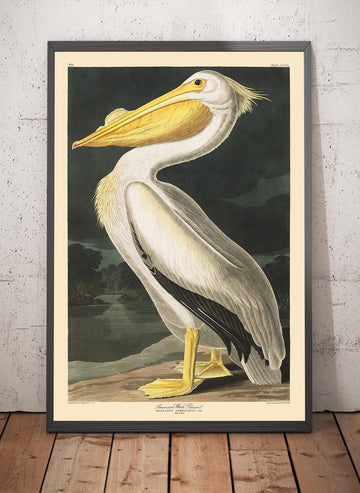 Pellicano bianco americano di John James Audubon, 1827 