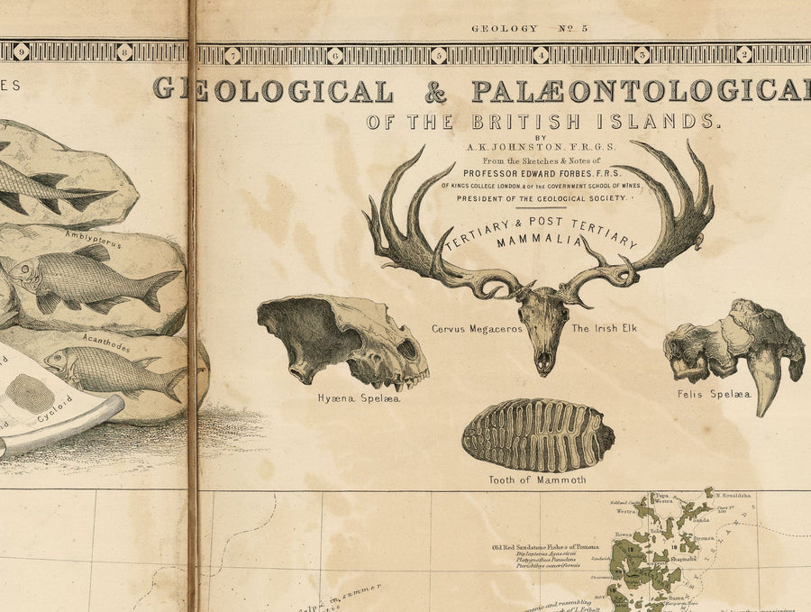 Alte Geologie- und Fossilienkarte der Britischen Inseln, 1854, von A.K. Johnston und Edward Forbes - UK, Schottland, Irland, Paläontologie 