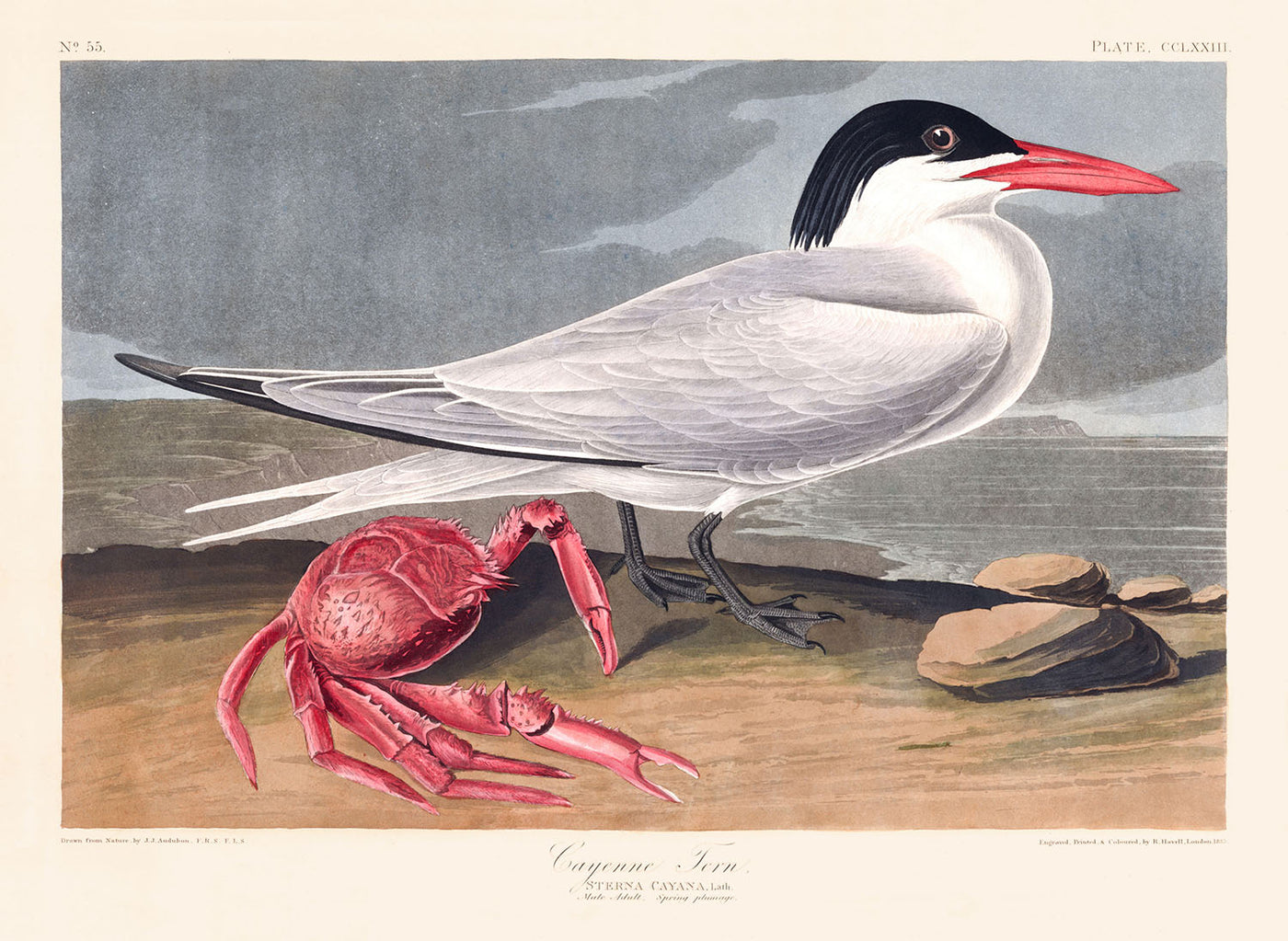 Cayenne Tern by John James Audubon, 1827 - Personalised Fine Art