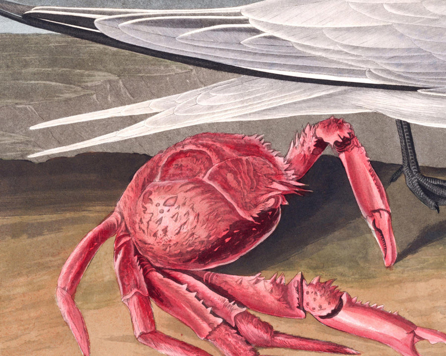 Cayenne Tern di John James Audubon, 1827 - Arte Fine Personalizzata 