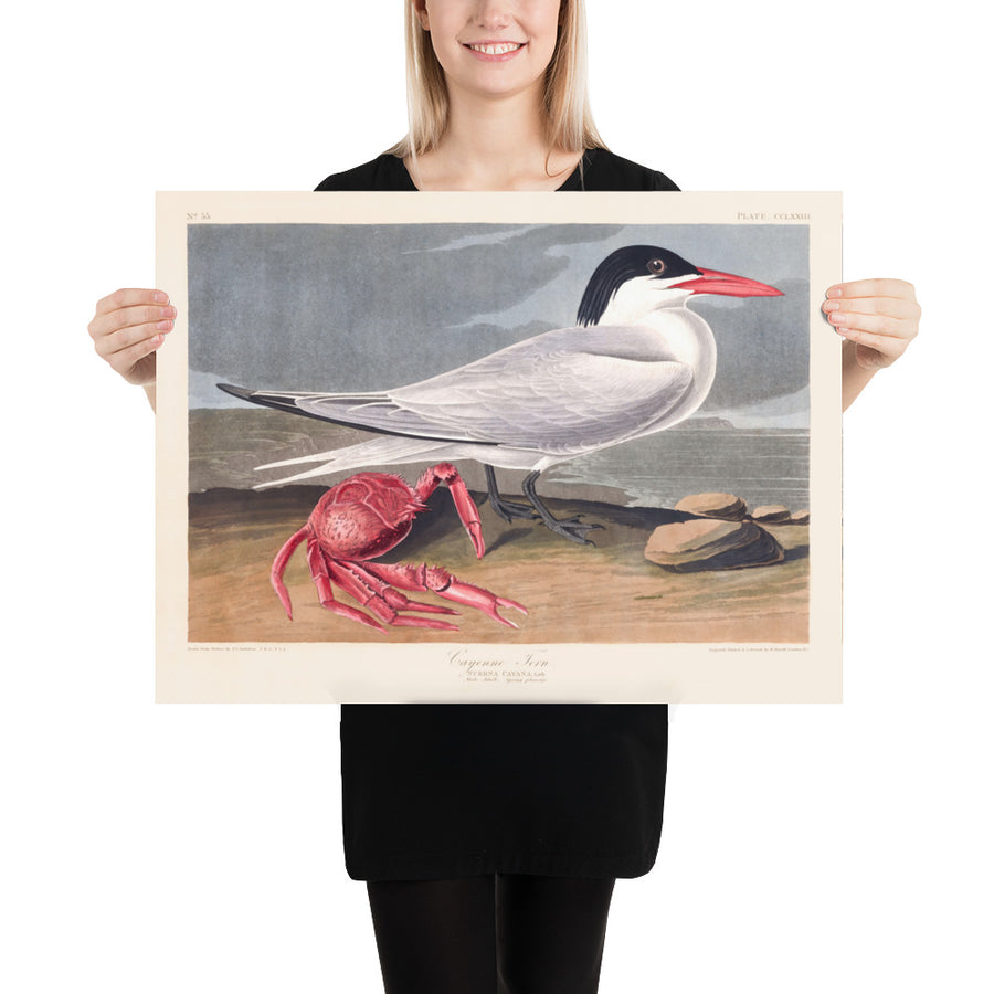 Cayenne Tern di John James Audubon, 1827 - Arte Fine Personalizzata 