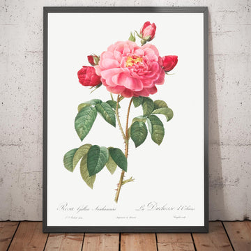 Illustrazione botanica della Rosa Gallica di Pierre-Joseph Redouté, 1817 