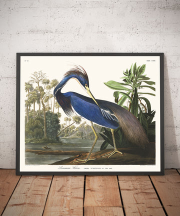 Louisiana-Heron von John James Audubon, 1827 - Personalisierte Kunst 