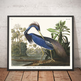 Louisiana Heron by John James Audubon, 1827 - Personalised Fine Art